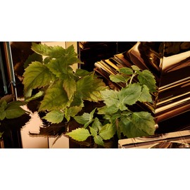 Dolce & Gabbana The One Gold For Men, Eau De Parfum Intense Spray - 50 ml / 1.7 fl.oz