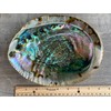 Abalone Shell, Seashell Incense Burner, Smudge Bowl for Holding Smudge