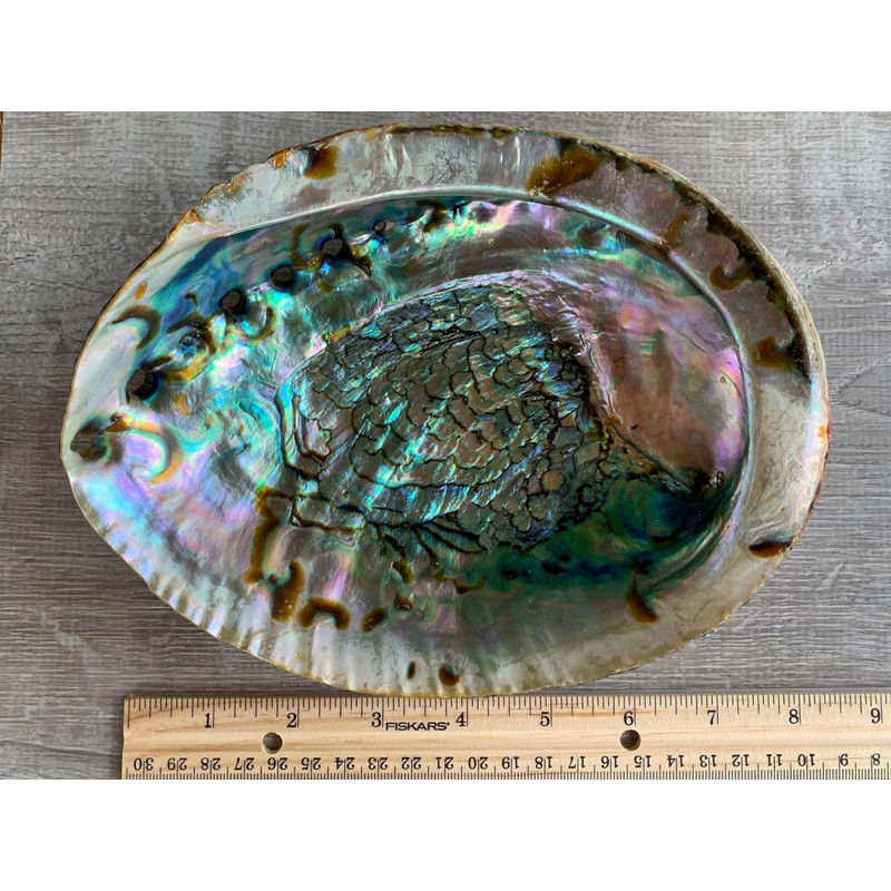 Abalone Shell, Seashell Incense Burner, Smudge Bowl for Holding Smudge