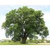 CZ Grain 6 Black Willow Tree Cuttings Beautiful Shade and