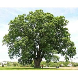 CZ Grain 6 Black Willow Tree Cuttings Beautiful Shade and Privacy Tree