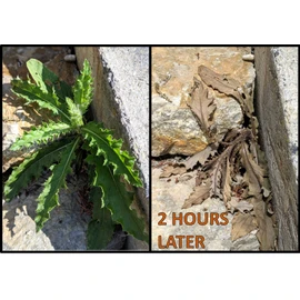 75% Pure Vinegar - Concentrated Industrial Grade 32oz