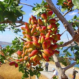 HPGS 5 Seeds - Pistachio Nut Tree Seeds | Pistacia Vera Hardy-Zone 7 Edible Garden Plant