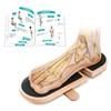 Ankle Balance Board - Premium Solid Birchwood Foot Strengthener for