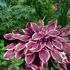 200pcs Purple Red Hosta Seeds for Planting Hosta Plant Seeds Perennial Indoors or Outdoors