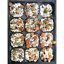 Pack of 4 Live Exotic Lithops Plant Medium Size 2 Years Old Rare Living Stone Seedling Perfect Terrarium Addition