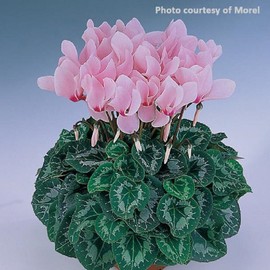 Cyclamen Seeds 15 Seeds Cyclamen Halios Rose Eye