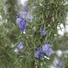 Park Seed SimplyHerbs Rosemary Seeds - Pack of 100 Seeds,