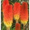 SeedsUP - 80+ Seeds Red Hot Poker Fire Dance -