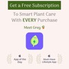 American Plant Exchange Live Silver Buttonwood Plant, Plant Pot for