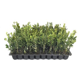 Winter Gem Boxwood - 3 Live Plants - 2" Pot Size - Buxus Microphylla Japonica - Fast Growing Cold Hardy Formal Evergreen Shrub