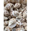 25 Beautiful Babylonia Areolata Shells 1 - 1 1/2" Beach