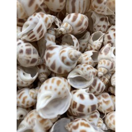 25 Beautiful Babylonia Areolata Shells 1 - 1 1/2" Beach Craft Decor Coastal