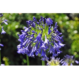 Storm Cloud | 10 Live Plants | Agapanthus Africanus | Drought Tolerant Perennials, Blue Flowering Plant, Long Blooming Garden, Evergreen Foliage, Low Maintenance Landscaping, Pollinator Friendly