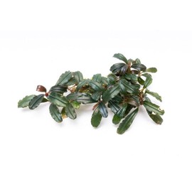 SubstrateSource Bucephalandra Krivbass Live Aquarium Plant - Natural Freshwater Fish Tank Decorations, Aquatic Decor (Small Clump (3-5 Plants))