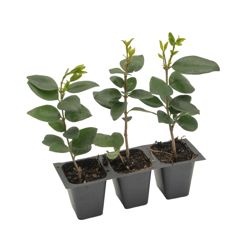 3 Waxleaf Privet, Live Plants (Ligustrum Japonicum 'Texanum') – Vibrant