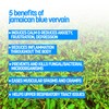 Jamaican Blue Vervain (2 ounce Powder)
