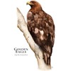 CafePress Golden Eagle Postcards (Package of 8), 6"x4" Printed Note