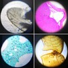 48 Pieces Microscope Accessories, Microscope Slides with Biological Samples, 24