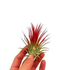 ragnaroc Air Plants - Tillandsia Ionantha, Regular 2-3" - 1ct - Organically Enhanced Color - Live Arrival Guaranteed - House Plants for Home Decor & Gift, Jule Red