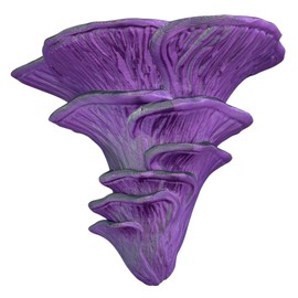 Mushroom Wall Shelf Flamingo Sideling Roses Leaf Mushroom Fungus Shelf Flamingo Side Decorative Mushroom Shelf Exotic Design Home Accessory 3D Print Wall Mushroom Wall Shelf (Purple/Black, L 18 x 14 x