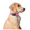 OEFEO Reflective Dog Collar for Small,Medium, and Large Dogs,Ajustable Nylon