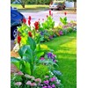 10 Seeds Red Canna Lily Indica | Indian Shot Arrowroot