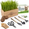 Cat Grass Kit for Indoor Cats – x4 Seed Packets