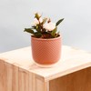 Sill and Sage Shell Pot, Blush, Small