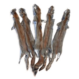 DakotaLine Furs Canadian Red (Pine) Squirrel Pelt/Hide : Mid-Length Tail - 10"-16" Length, Genuine Real Fur Pelt Tanned for Sewing, Craft, Decoration, Display, Accent, Gift, Sensory, Anxiety