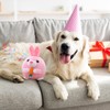 Interactive Dog Toy, Easter Dog Toy, Interactive Play Ball for