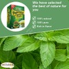 Isis Natural Egyptian Peppermint Mint Herbal Tea Daily Life Style