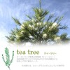 Tea Tree Oil, 3.4 fl oz (100 ml), Made in