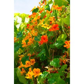 Earthcare Seeds Nasturtium Dwarf Jewel Mix 60 Seeds (Tropaeolum majus) Heirloom - Open Pollinated