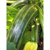 Squash, Summer Cocozelle, Heirloom, 100 Seeds, Great for Cooking, Salad