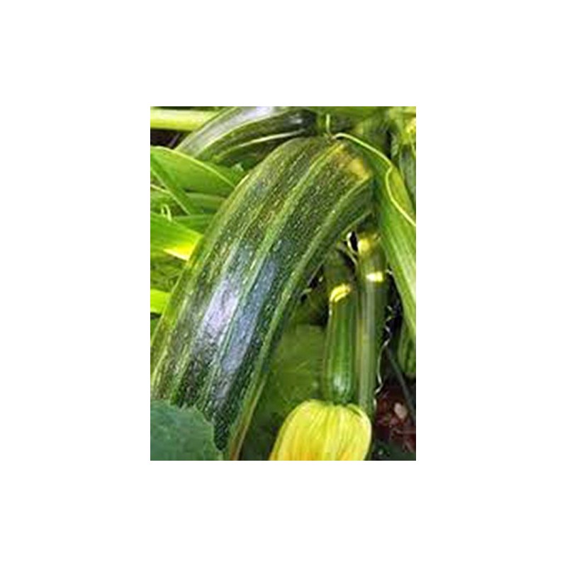 Squash, Summer Cocozelle, Heirloom, 100 Seeds, Great for Cooking, Salad