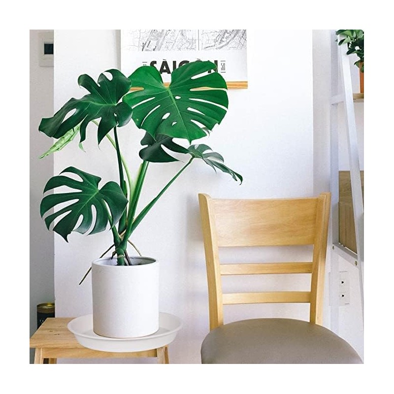 Bleuhome 6 Pack Plant Saucer 4 5 inch (4 inch