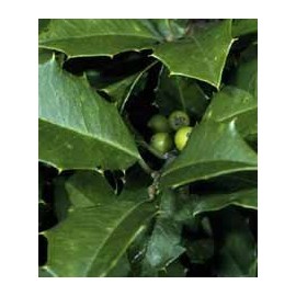 Ilex opaca: American Holly Seeds