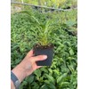 Daylily Nursery 3 Sombrero Salsa Red Cone Flower/Echinacea in 4