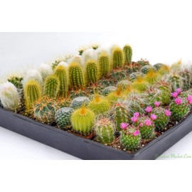 Cactus Plants Live – Small Assorted 2-Inch Cactus Plants – Fully Rooted Potted Cactus Plants – Live Cactus Plant Set (40)