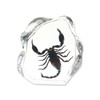 REAL BUG Tarantula Desk Decoration Free Style, DS1101