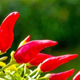 Pepper - Hot - Fresno Chili - 500 mg ~60 - Non-GMO, Heirloom, Open-Pollinated - Capsicum annuum for Farm Home & Garden - Annual Vegetable, Perfect for Planting and Growing