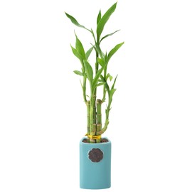 Arcadia Garden Products LV29 5-Stem Lucky Bamboo, Live Indoor Plant in Contour II Ceramic Planter for Home, Work, or Gift, Teal