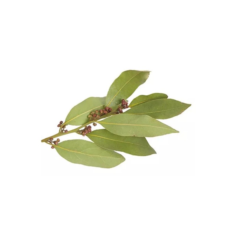 Nature Tea Bay Laurel Leaf - Dried Laurus nobilis Loose