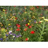 Engagement seeds | Gift for an engagement | Wildflower seeds