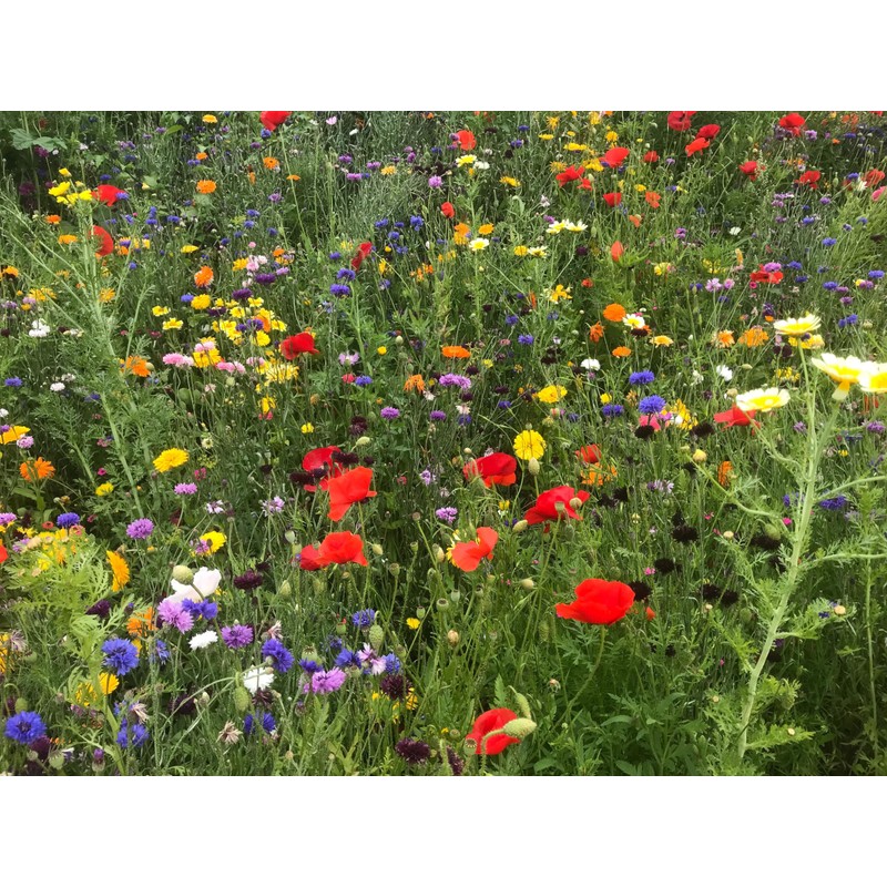 Engagement seeds | Gift for an engagement | Wildflower seeds