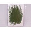 Fuchsan FUK-1014 Pressed Flower Pack, Fern
