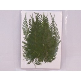 Fuchsan FUK-1014 Pressed Flower Pack, Fern