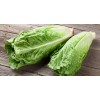 HSC 1200+ Parris Island Romaine Lettuce Seeds | Non-GMO Lettuce