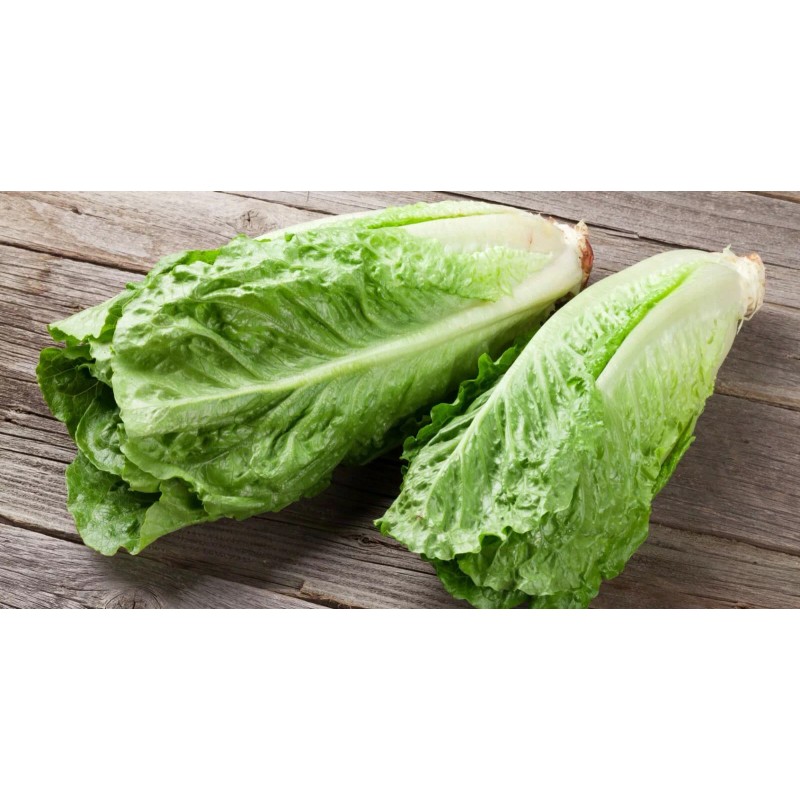 HSC 1200+ Parris Island Romaine Lettuce Seeds | Non-GMO Lettuce